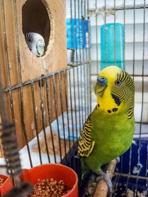 Parakeet Care, Best Pet Birds, Diy Bird Toys, Cages For Sale, Parakeet Cage, Pet Bird Cage, Budgies Bird, Budgie Parakeet, Bird Care