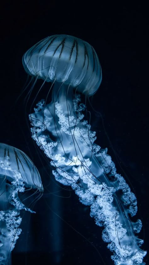 Moon Jellyfish Wallpaper, Jellyfish Lockscreen, Blue Jellyfish Wallpaper, Jellyfish In Space, Jellyfish Swimming, Glowing Jellyfish, Jellyfish Pictures, Jellyfish Wallpaper, Jellyfish Photography