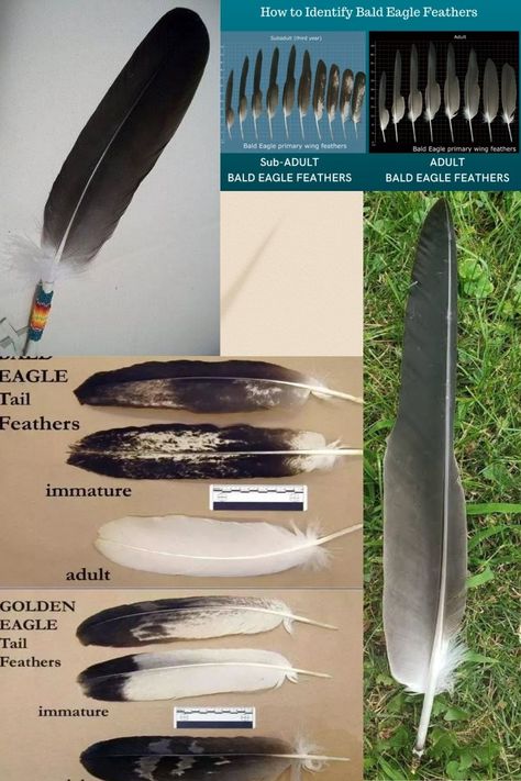 What if I find an eagle feather in my yard? The law allows Native Americans to wear, use, inherit, or even give feathers to other Native Americans. However, they cannot give the feathers to non-Native Americans. So, if you ever see a bird feather, especially an eagle feather, leave it alone, unless you're a Native American. The wings of an Eagle represent the balance needed between male and female, Indigenous Teachings, Feather Identification, Feather Meaning, Feather Collection, Native American Legends, Native American Feathers, Cherokee Dress, Eagle Feather, Bird Feather