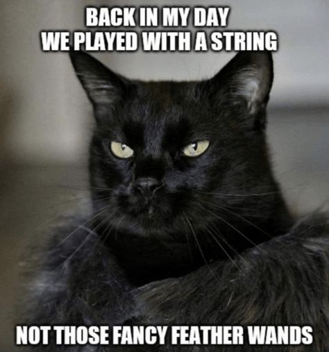 Cat Humour, Black Cat Pictures, Grumpy Cat Meme, Grumpy Cats, Cat Quotes, Funny Cat Memes, Funny Cat Pictures, Funny Animal Memes, March 27