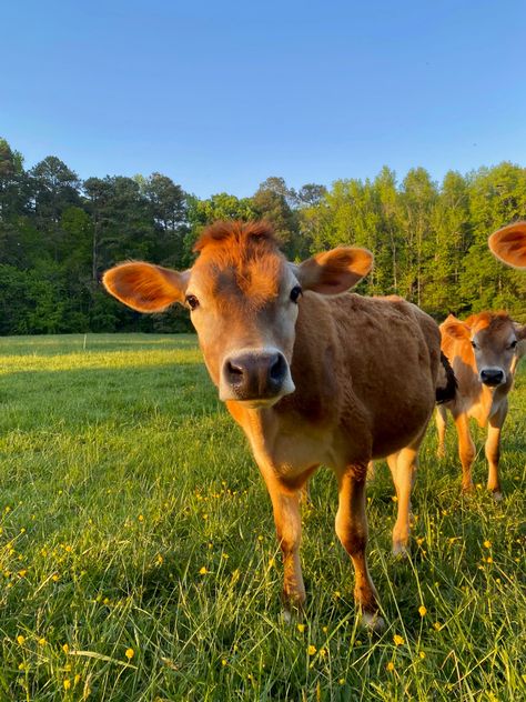 Cow Pictures Aesthetic, Golden Hour Animals, Cow Asthetic Picture, Cow Ipad Wallpaper, Field Animals, Cows In A Field, Cattle Photography, Cow Field, Golden Hour Field