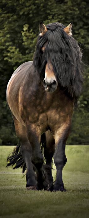 Animals Inspiration, Animal Poses, Regnul Animal, Rasy Koni, Draft Horse, Majestic Horse, Animale Rare, Brown Horse, All The Pretty Horses