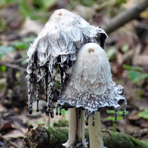 I love mushrooms because some of them can be so cool! Like these inky mushrooms! I want to go on more nature walks and find more cool mushrooms. Mushroom Pictures, Plant Fungus, Creation Art, Theme Nature, Idee Cosplay, Mushroom Fungi, Arte Inspo, Mushroom Art, Wild Mushrooms