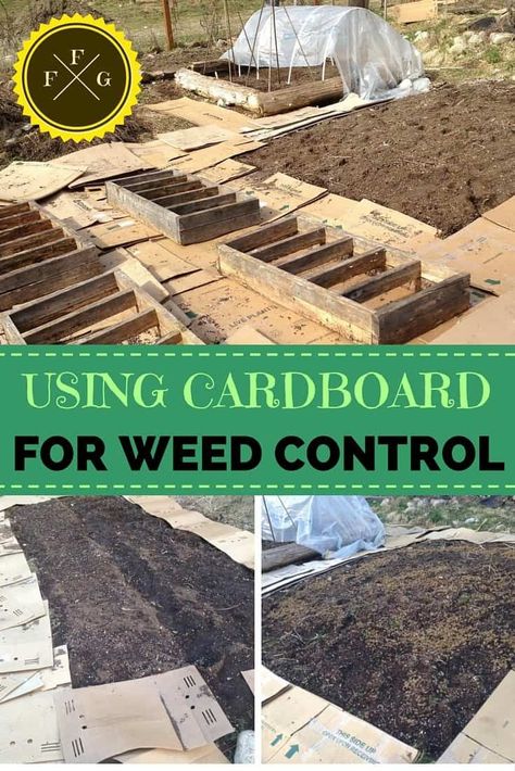 How to suppress weeds in your garden with cardboard Garden Prepping, Weed Barrier, Garden Weeds, Container Gardening Vegetables, Family Food, Food Garden, Easy Garden, Growing Food, Raised Beds