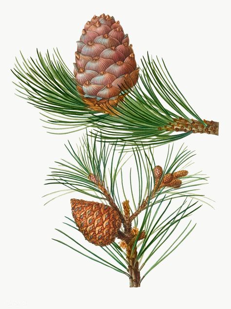 Pine Illustration, Conifer Cone, Mountain Illustration, Plant Vector, Plant Illustration, Pine Tree, Transparent Png, Vintage Illustration, Flower Drawing