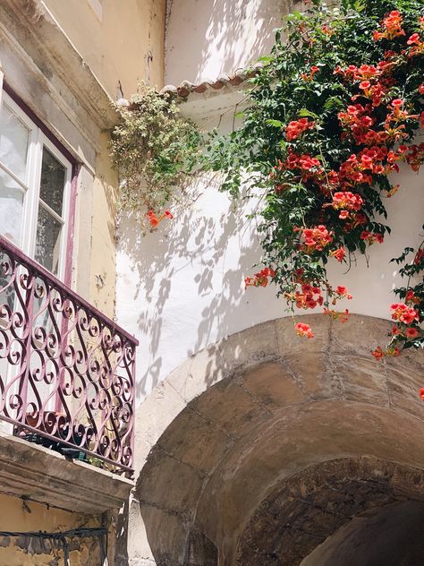 #Coimbra #Portugal #flowers #streets Portuguese Flowers, Portugal Garden, Portuguese Aesthetic, Portugal Landscape, Ancient Mediterranean, Coimbra Portugal, Dream Places, Southern Europe, Future Life