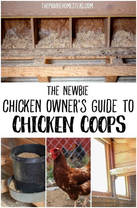 The Prairie Homestead, Urban Chicken Farming, Prairie Homestead, Diy Jardin, Portable Chicken Coop, Chicken Owner, Chicken Coop Run, Urban Chickens, Coop Design