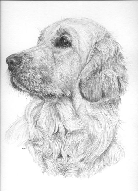 Golden Retriever Pencil Drawing, Golden Retriever Sketch, Golden Drawing, Golden Retriever Tattoo, Golden Retriever Drawing, Dog Portrait Drawing, Cute Dog Drawing, Golden Retriever Art, Puppy Drawing