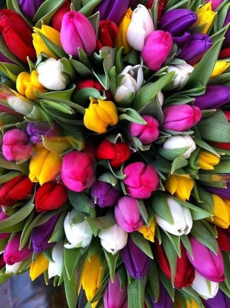 Tulips in Amsterdam Flowers Garden Love Flowers Garden, Arte Floral, Flower Beauty, Beautiful Blooms, Love Flowers, My Flower, Pretty Flowers, Spring Flowers, Mother Nature