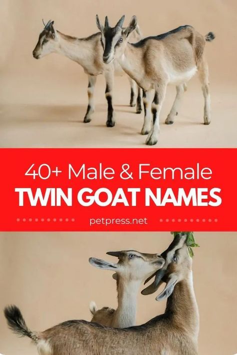 Looking to name a pair of identical goats? We have compiled the best twin goat names for both male and female that you should consider. Goat Names, Sheep Names, Twin Boy Names, Cagney And Lacey, Gumby And Pokey, Twin Names, Disney Names, Twin Girl, Pet Goat