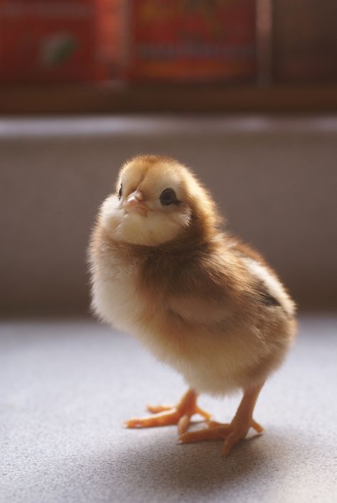 Meet the Chicks! Baby Chicks Photography, Baby Elephant Images, Aesthetic Chicken, Chicken Aesthetic, Chicken Drawing, Pet Chicken, Chicken Toys, The Chicks, Cute Ducklings