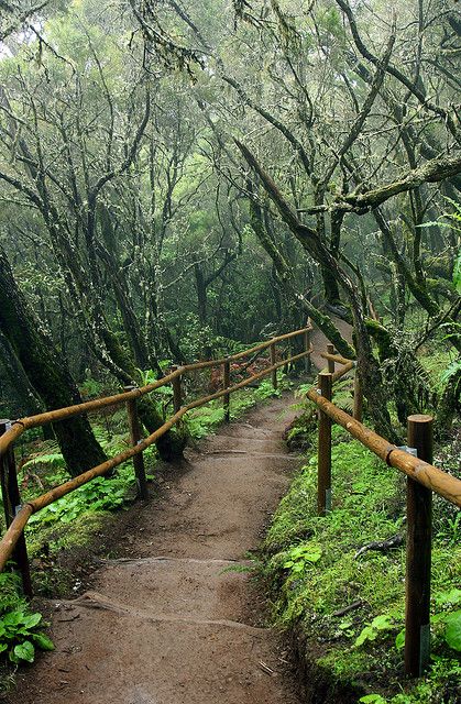 Path, Garajonay National Park - Canary Islands, Spain by Katka S. Nature Shapes, Fantasy Writing, Canary Islands Spain, Woodland Garden, Canary Islands, Paper Frames, Travel Book, World Heritage Sites, In The Woods