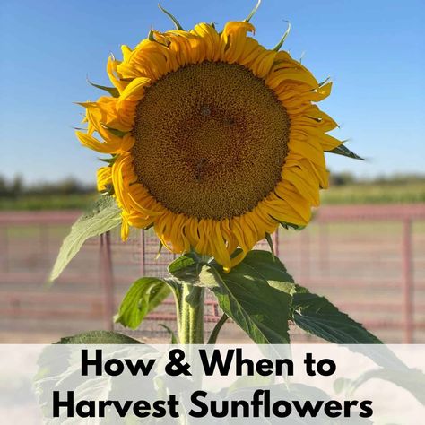 Harvesting Sunflower Seeds, Mammoth Sunflower, Sunflower Plant, Growing Organic Vegetables, Giant Sunflower, Planting Sunflowers, Plant Seeds, Garden Greenhouse, Organic Fruit