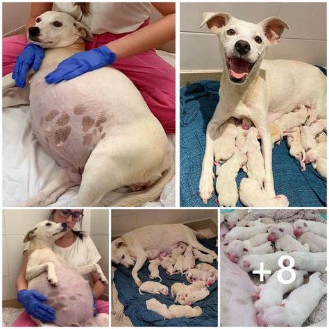 awesome Check more at https://animal.tpets9.com/a-pregnant-dog-left-in-front-of-our-shelter-gave-birth-to-14-adorable-puppies-while-being-9-weeks-pregnant-28739/ 9 Weeks Pregnant, Pregnant Dog, Adorable Puppies, Weeks Pregnant, Funny Dogs, Cute Puppies, Random Stuff, Cat Lovers, Dog Lovers