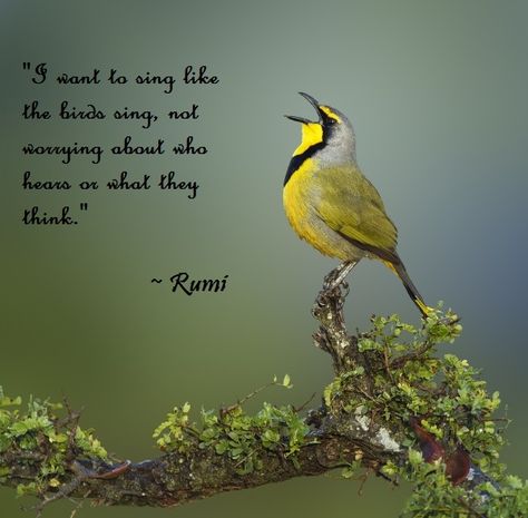 "I want to sing like the birds sing, not worrying about who hears or what they think." ~ Rumi. #sing #quote #Rumi Birds Quotes, Singing Quotes, Singing Birds, Patience Quotes, Birds Singing, Irish Proverbs, Bird Quotes, Spring Quotes, Plants Quotes