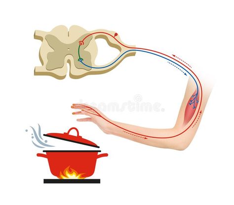 Reflex Arc, Inside Human Body, Human Muscle Anatomy, Chemistry Lessons, Biology Lessons, Concept Map, Muscle Anatomy, Molecular Biology, Book Art Diy