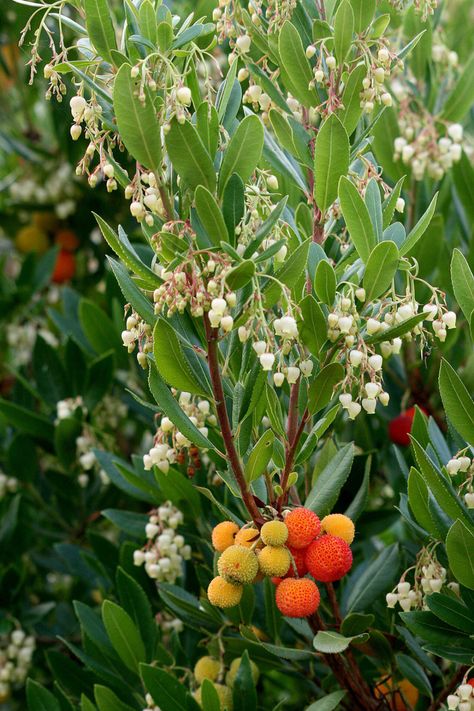 Great Plant Pick: Arbutus unedo aka strawberry tree | HeraldNet.com Roof Garden Plants, Arbutus Tree, Floor Garden, Arbutus Unedo, Food Forest Garden, Mediterranean Garden Design, Edible Landscape, Strawberry Tree, Rock House