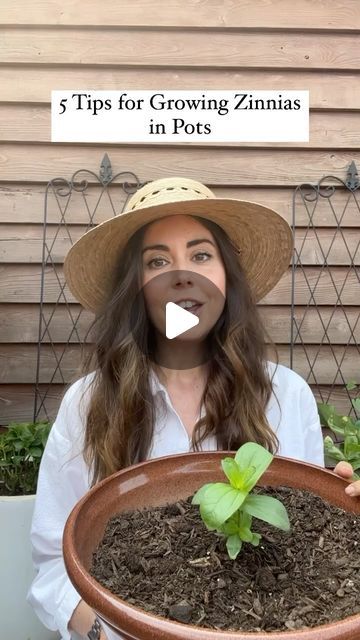 Garden Design Magazine on Instagram: "Do you have 6+ hours of sun on your balcony or patio? Plant zinnias in containers! . @chicagogardener shares 5 tips on growing zinnias in pots 🌸 . #zinnias #containergardening #containergarden #plantsinpots #balconygarden #patiogarden #rooftopgarden #gardening #gardentips #gardeningtips #gardenlife" Growing Zinnias In Containers, Zinnia In Pots, Zinnias In Containers, Zinnias In Pots, Growing Zinnias, Zinnia Garden, Dig Gardens, Patio Plants, Flower Gardens