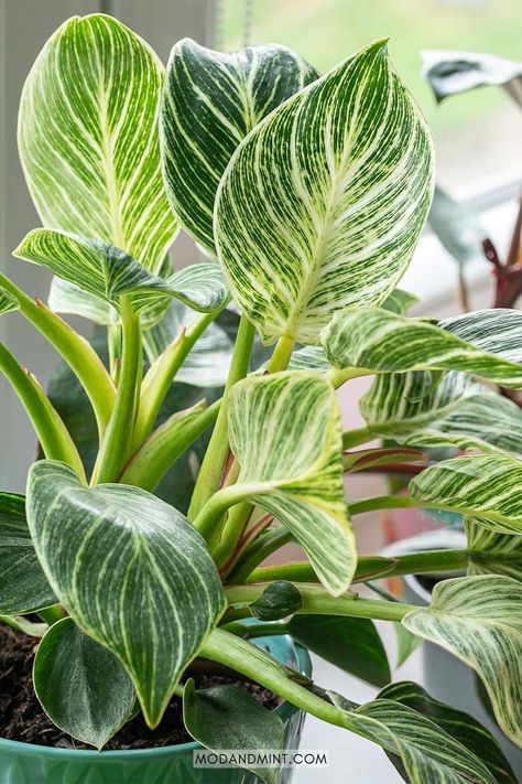 Philodendron Birkin plants are stunning indoor plants. This plant guide has all the Philodendron Birkin care tips on watering, light, humidity, propagation, and more. modandmint.com. Birkin Plant, Philodendron Birkin, Philodendron Care, Zebra Plant, Philodendron Plant, Banana Leaf Wallpaper, Plant Care Houseplant, Indoor Plant Care, Plant Guide