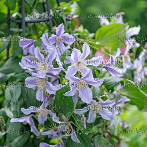 Lilac clematis Lilac Clematis, Wedderburn Castle, Polhawn Fort, House Terrace, Anna Louise, Liz Earle, Carlton House, Wedding August, Wedding April