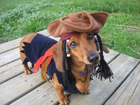 Doxie pirate Dog Halloween Outfits, Dachshund Costume, Top 10 Halloween Costumes, Puppy Pics, Weiner Dogs, Doxie Dogs, Pet Halloween Costumes, Weenie Dogs, Funny Dachshund