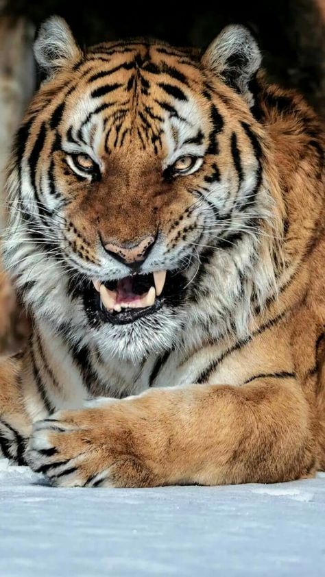 Tiger Tiger Jewelry, Tiger Love, Tiger Pictures, Wild Animals Pictures, Exotic Cats, Animal Study, Cat Pose, Tiger Art, Pretty Animals