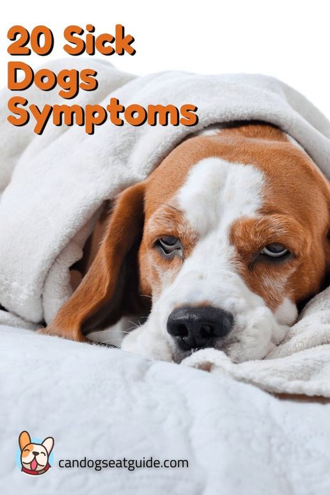 Sick Dog Symptoms, Sick Dog Remedies, Dog Sick, Trimming Dog Nails, Dog Illnesses, Dog Cold, Dog Remedies, Animal Instinct, Out Of Order