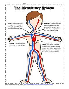 Circulatory System Poster Circulatory System Projects, Circulatory System For Kids, Body Systems Project, Human Body Printables, Human Circulatory System, Human Body Worksheets, Body Preschool, The Circulatory System, Human Body Science