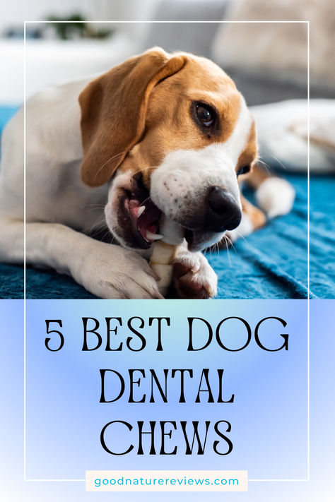 Top 5 Best Dog Dental Chews - Small Hack to Dog’s Healthy Teeth & Fresh Breath Dog Dental Chews, Dog Teeth Cleaning, Dog Dental, Dog Cleaning, Types Of Dogs, Dog Teeth, Medium Sized Dogs, Old Dogs, Dog Chews