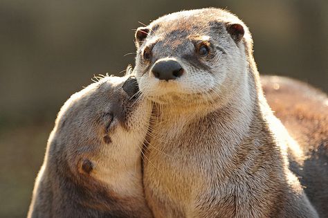 @Clair Johnson you and joe. Otters In Love, Two Otters, Otter Love, Otters, In Love, Kiss