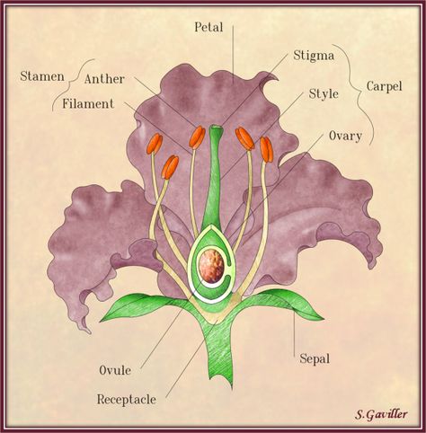 Iris parts of a flower - Google Search Reproductive Parts Of A Flower, Diagram Of A Flower, Parts Of Flower, Flower Reproduction, Flower Anatomy, Flower Parts, Plant Lessons, Plant Physiology, Flower Structure