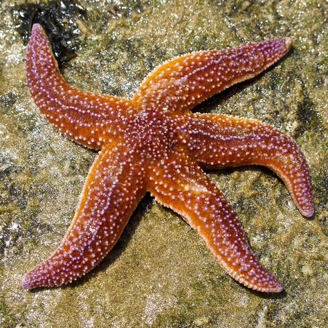 https://flic.kr/p/eCXVtd | Starfish Star Fish Photography, Starfish Reference Photo, Starfish In Ocean, Starfish Reference, Small Sea Animals, Sea Creatures Photography, Starfish Images, Starfish Aesthetic, Starfish Photography