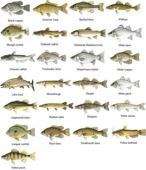 Different types of freshwater fish. Fish Chart, Ikan Air Tawar, Fishing Techniques, Fishing Knots, Types Of Fish, Freshwater Fishing, Fish Camp, Gone Fishing, Going Fishing