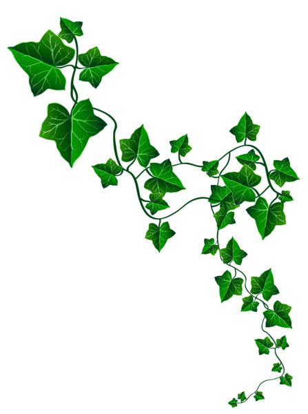 Vine Clipart, Ivy Leaves, Green Leaves, Ivy, Vines, Transparent Background, Wall, Green, White