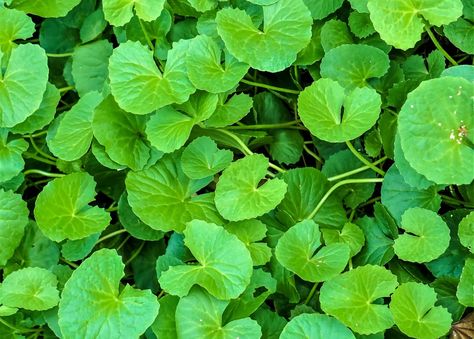 Gotu Kola: How to Grow the Plant, Also Called Indian Pennywort Pennywort Plant, Herb Garden Pots, Garden Inspo, Gotu Kola, Gardening 101, Sustainable Garden, The Fountain, Garden Tours, Perfect Garden