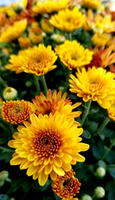 Nature Crown, Chrysanthemum Flower, Beautiful Flowers Garden, Autumn Beauty, Beautiful Flowers Pictures, Chrysanthemum, Flower Pictures, Ikebana, Flowers Photography