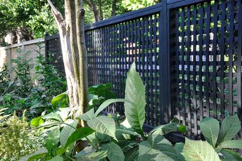 Wood Fence Design, Black Fence, Privacy Plants, Backyard Plants, Lattice Fence, Backyard Privacy, Backyard Pool Landscaping, Backyard Pergola, Garden Shrubs