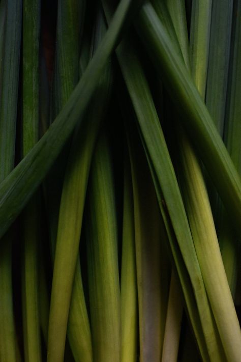 Lemongrass Mosquito Control - A Citrusy Solution To Repel Pesky Pests | Mr. Mister Mosquito ControlMr. Mister Mosquito Control Lemongrass Plant, Thai Cafe, Cooking With Fresh Herbs, Banana Blossom, Lemongrass Tea, Candle Making Wax, Thai Cooking, Kaffir Lime, Thai Dishes