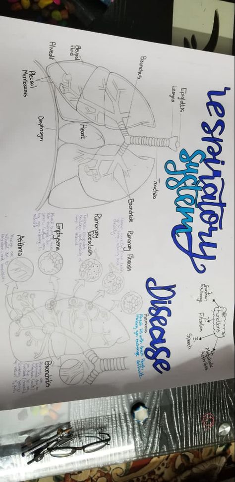 Diagram Of Lungs Respiratory System, Breathing System Diagram, Respiratory System Projects Poster, Respiratory System Drawing Aesthetic, Biology Decorations Ideas, Human Respiratory System Drawing, Biology Chart Ideas, Respiration In Humans, Biology Poster Ideas