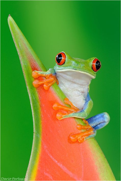 Red Eye Frog, Frosch Fairy Tail, Red Eyed Frog, Tree Frog Tattoos, Red Eyed Tree Frog, Frog Pictures, Funny Frogs, Frog Art, Tree Frog