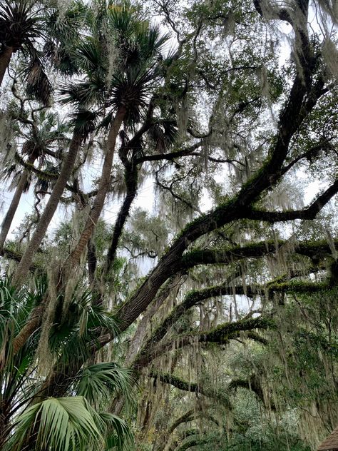 Gothic Elopement, Beachy Widgets, Florida Nostalgia, Florida Gothic, Hanging Moss, Florida Vibes, Jalousie Window, Florida Trees, Shadow Creatures