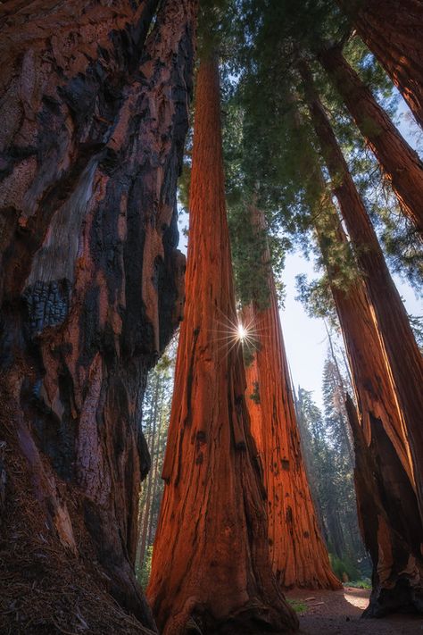 Sequoia National Park Photography, Sequoia Tree, National Parks Photography, Sequoia National Park, Forest Photography, Tree Drawing, Tree Forest, Photography Workshops, Nature Photographs