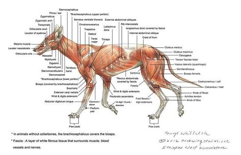 Dog anatomy Pitbull Reference, Musculature Anatomy, Wolf Anatomy, Wolf Skeleton, Fox Anatomy, Skeleton Diagram, Canine Reference, Muscular Anatomy, Muscle Diagram