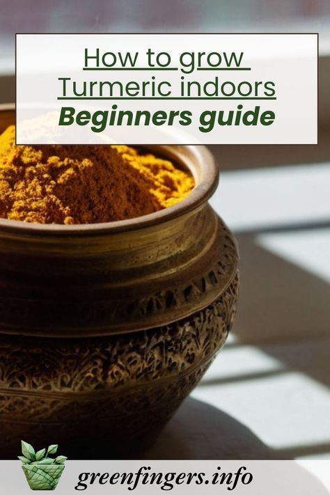 A Beginner's Guide to Growing Turmeric Indoors Growing Turmeric, Grow Turmeric, Turmeric Plant, Glowing Skin Secrets, Turmeric Face Mask, Turmeric Recipes, Turmeric Health Benefits, Face Mask Recipe, Turmeric Benefits