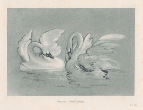 Download free image of Swans about public domain swan, vintage drawing, animals, vintage swan, and william turner 9201126 Swan Drawing, Swan Art, Vintage Swan, Swans Art, Vintage Drawing, Vintage Bird, Vintage Character, British Art, Art Nursery