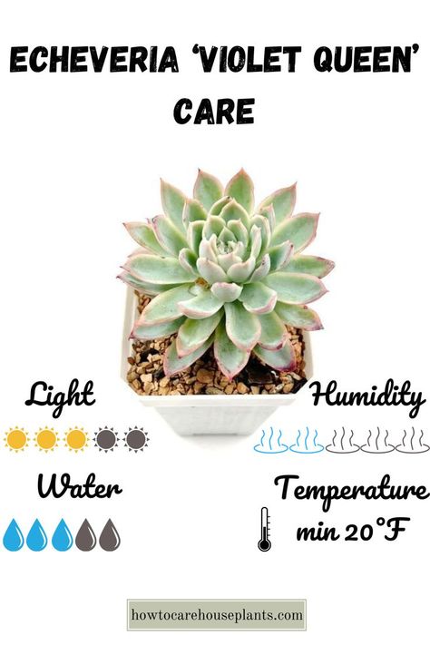 Little tips for caring for your Echeveria 'Violet Queen' Water Temperature, Backyard Landscaping, Landscaping, Violet, Queen, Plants, Back Garden Landscaping