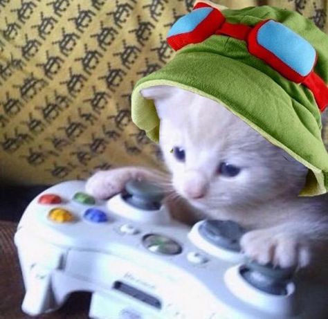 Old Games Pfp, Gamer Cat Pfp, Cat Playing Video Games, Cute League Of Legends, Pfp Gaming, Video Game Pfp, League Of Legends Pfp, League Of Legends Icons, League Of Legends Icon