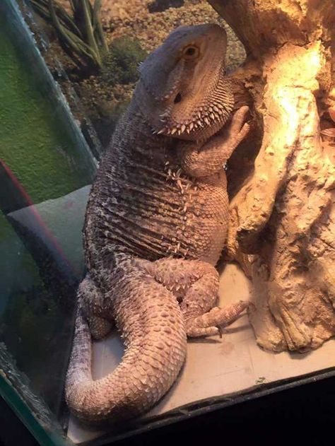 Albino Bearded Dragon, Big Bearded Dragon, Clay Bearded Dragon, Fat Bearded Dragon, Bearded Dragon Carrier, Bearded Dragon Pet, Funny Bearded Dragons, Aesthetic Bearded Dragon, Bearded Dragon Outfits