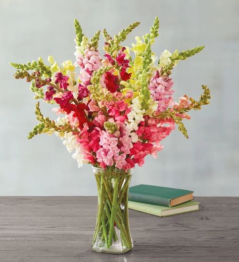 Snapdragon Wedding, Snapdragon Bouquet, Birthday Flower Delivery, Snapdragon Flowers, Window Box Flowers, Fresh Flowers Arrangements, Beautiful Flower Arrangements, Wedding Flower Arrangements, Arte Floral