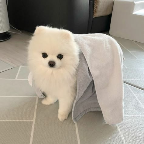 White Pomeranian Puppies, White Pomeranian, Cute Pomeranian, Really Cute Puppies, Cute Small Animals, Cute Little Puppies, Lap Dogs, Pomeranian Puppy, White Dog